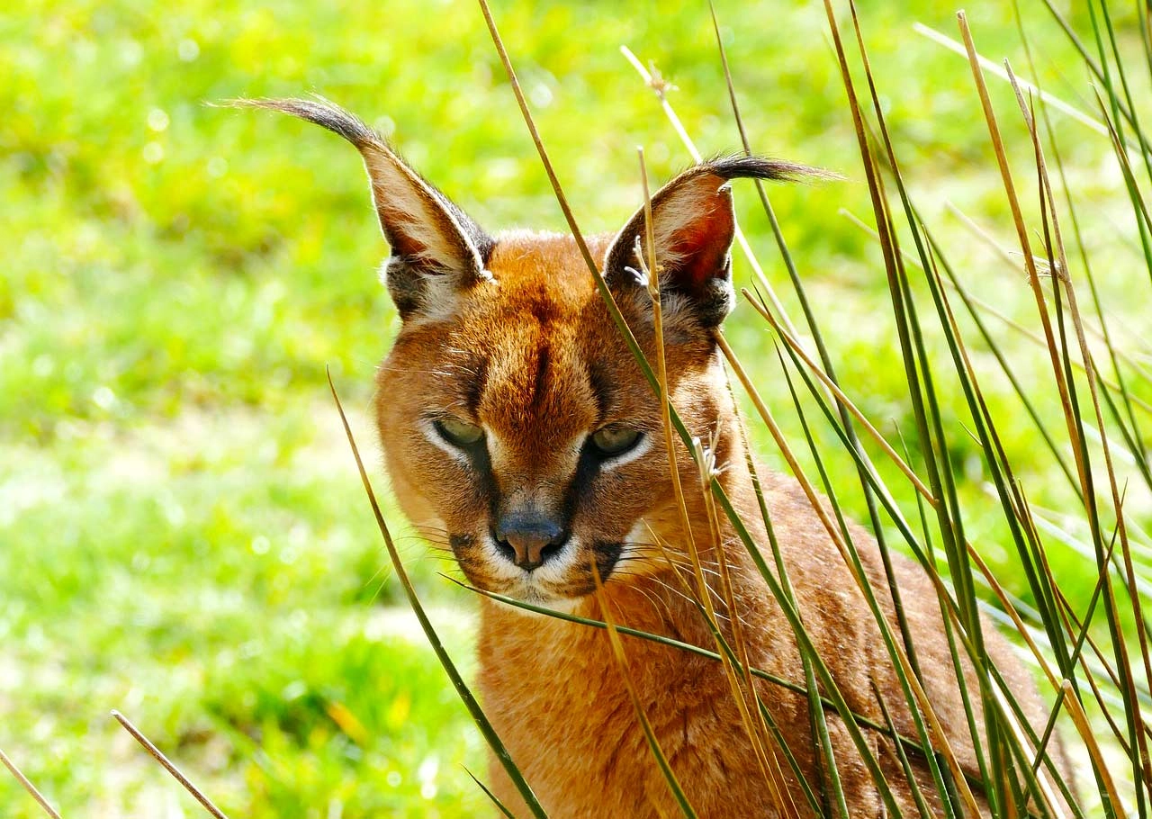 Lynx Bores Fighting For Survival After Tranquilizer Incident