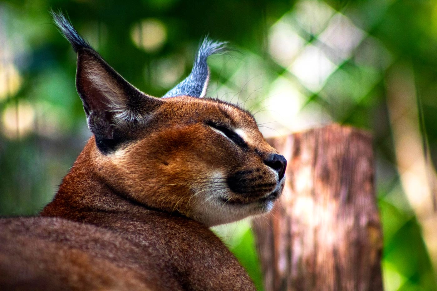 Compassion Prevails: Desert Lynx Returns To Family!