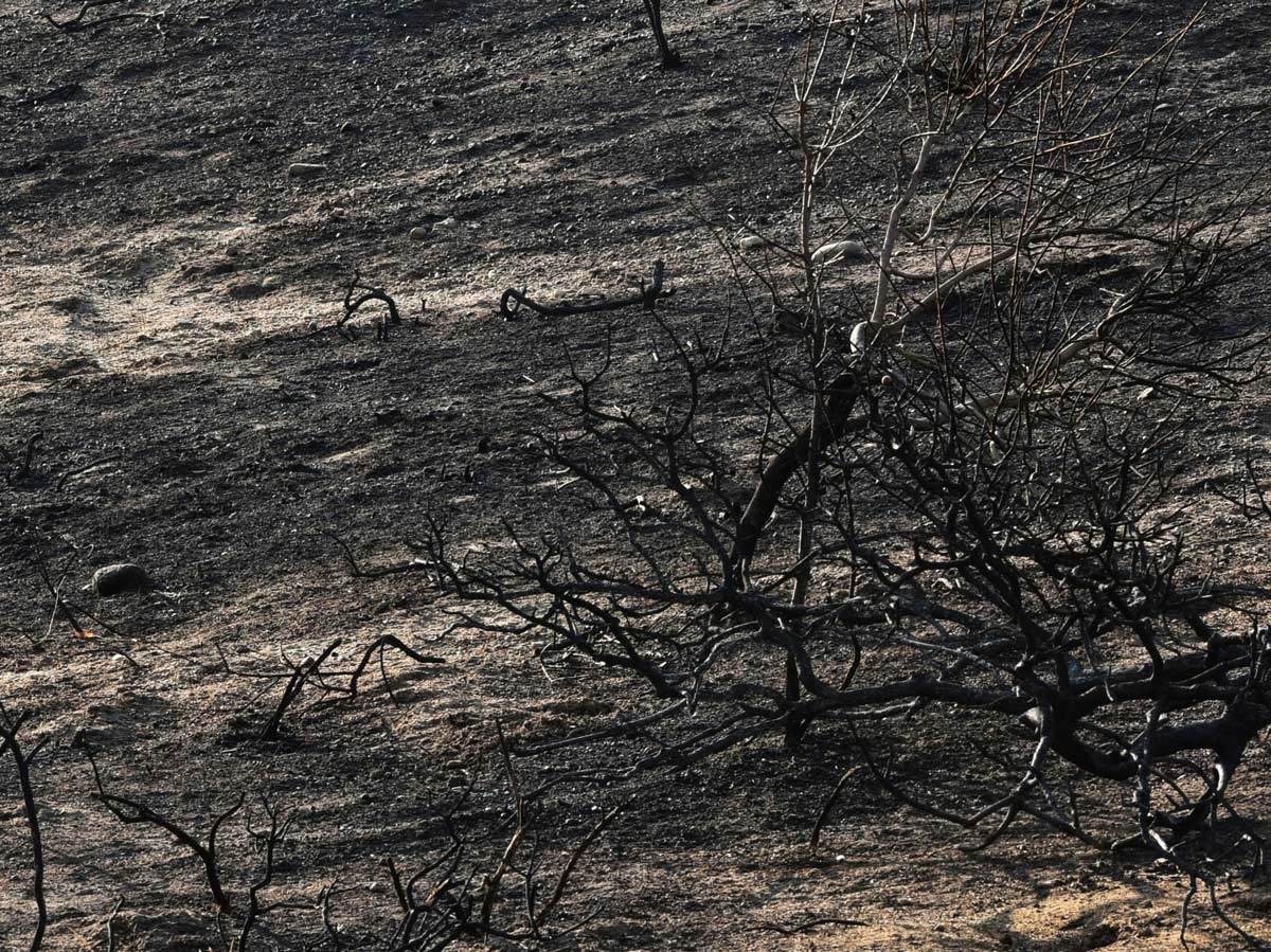 Madeira Fires 2024: Footage From The Aftermath