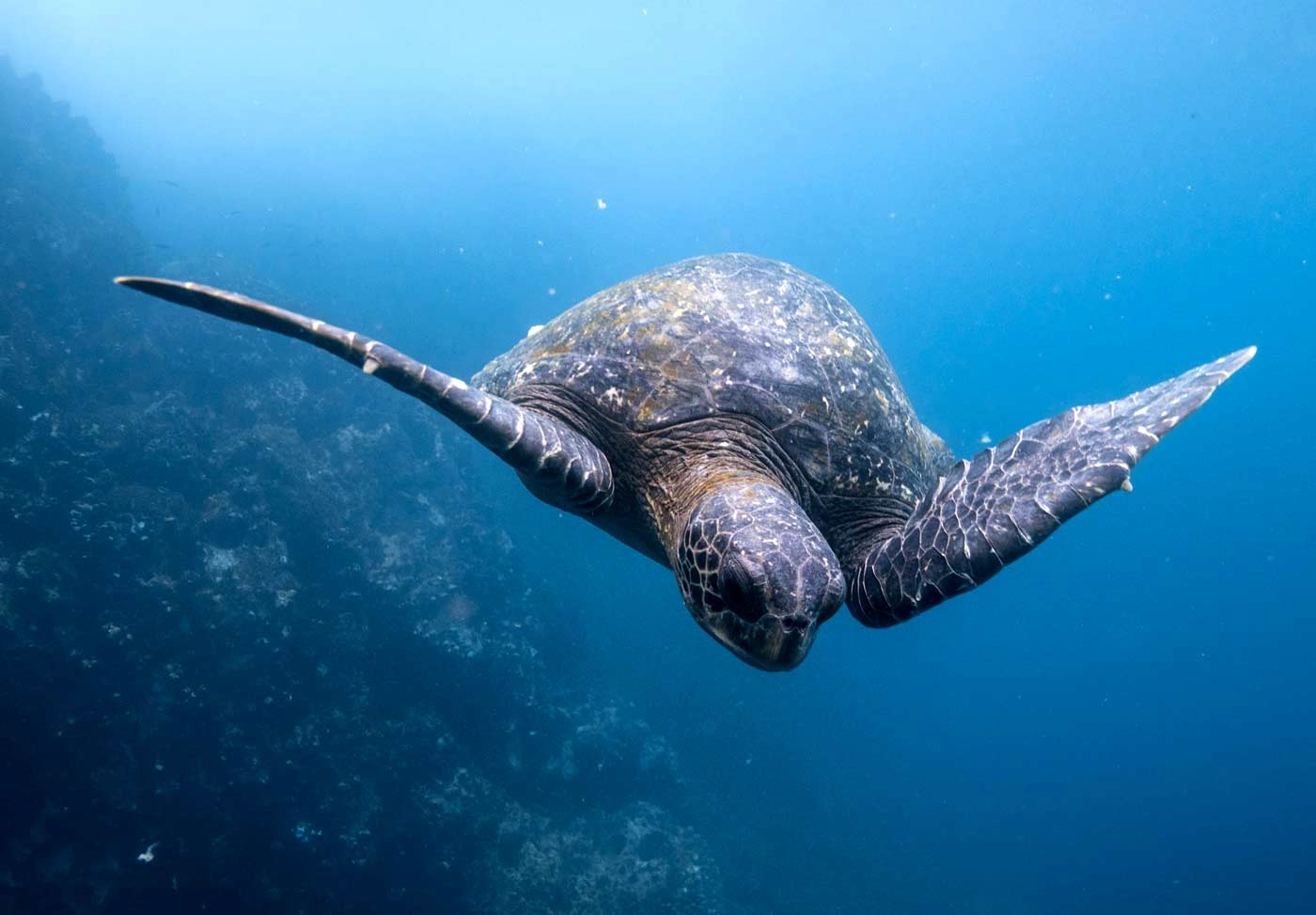 Watch Magic Dolphin Ship Rescue Turtles Caught in Fishing Nets