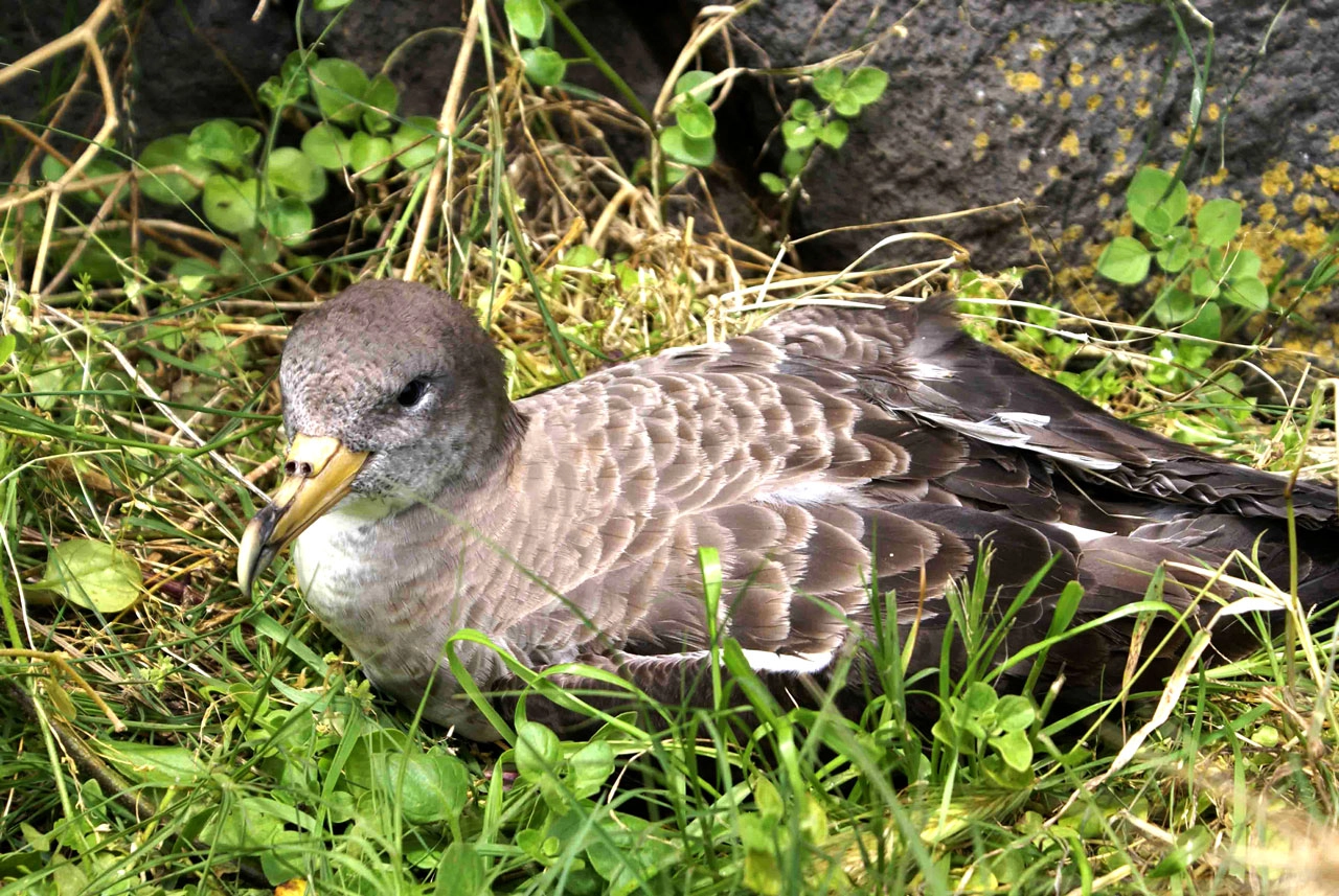 Cagarra or Corys Shearwater, nesting