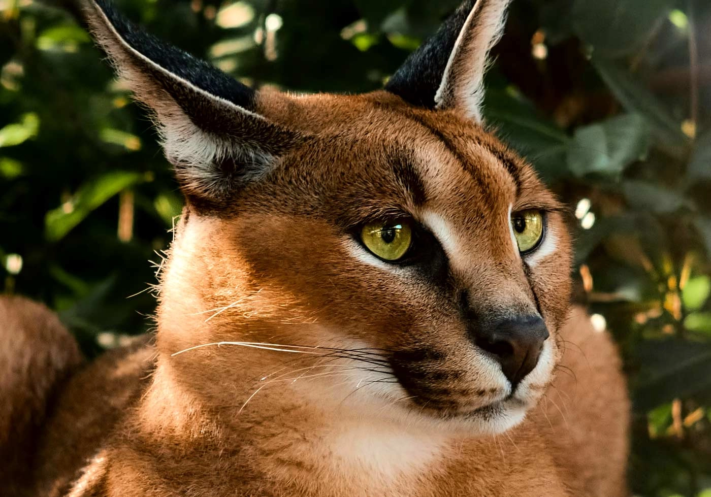 Thousands Sign Petition That Calls For Seized Lynx To Return To Its Family