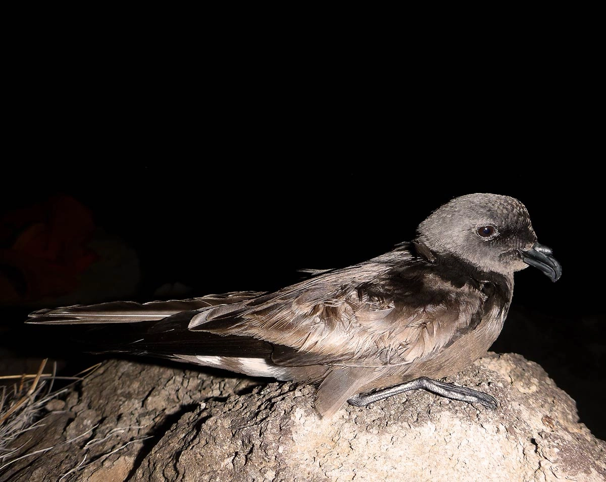 Madeira’s Ecosystem and Endangered Seabird Facing Decades of Recovery