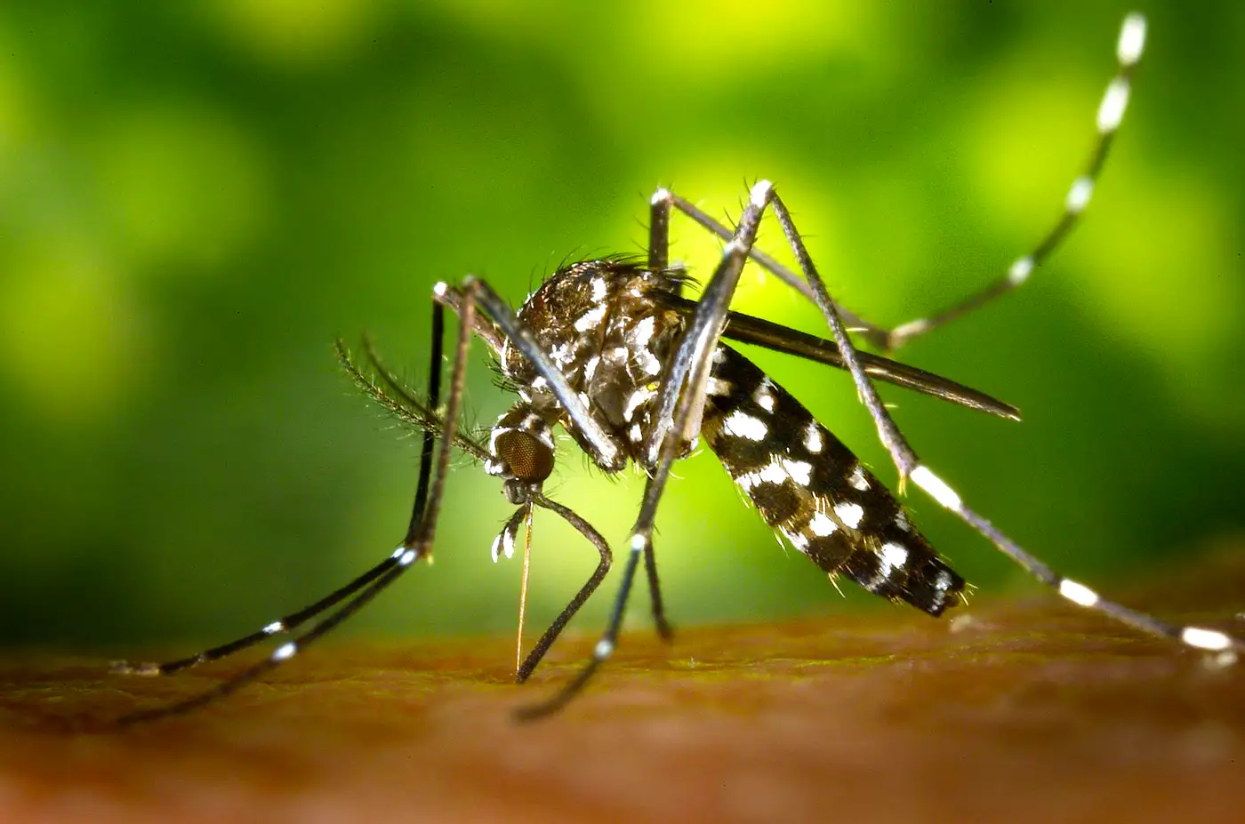 Funchal Trap Reveals Mosquito Carrying Dengue Virus