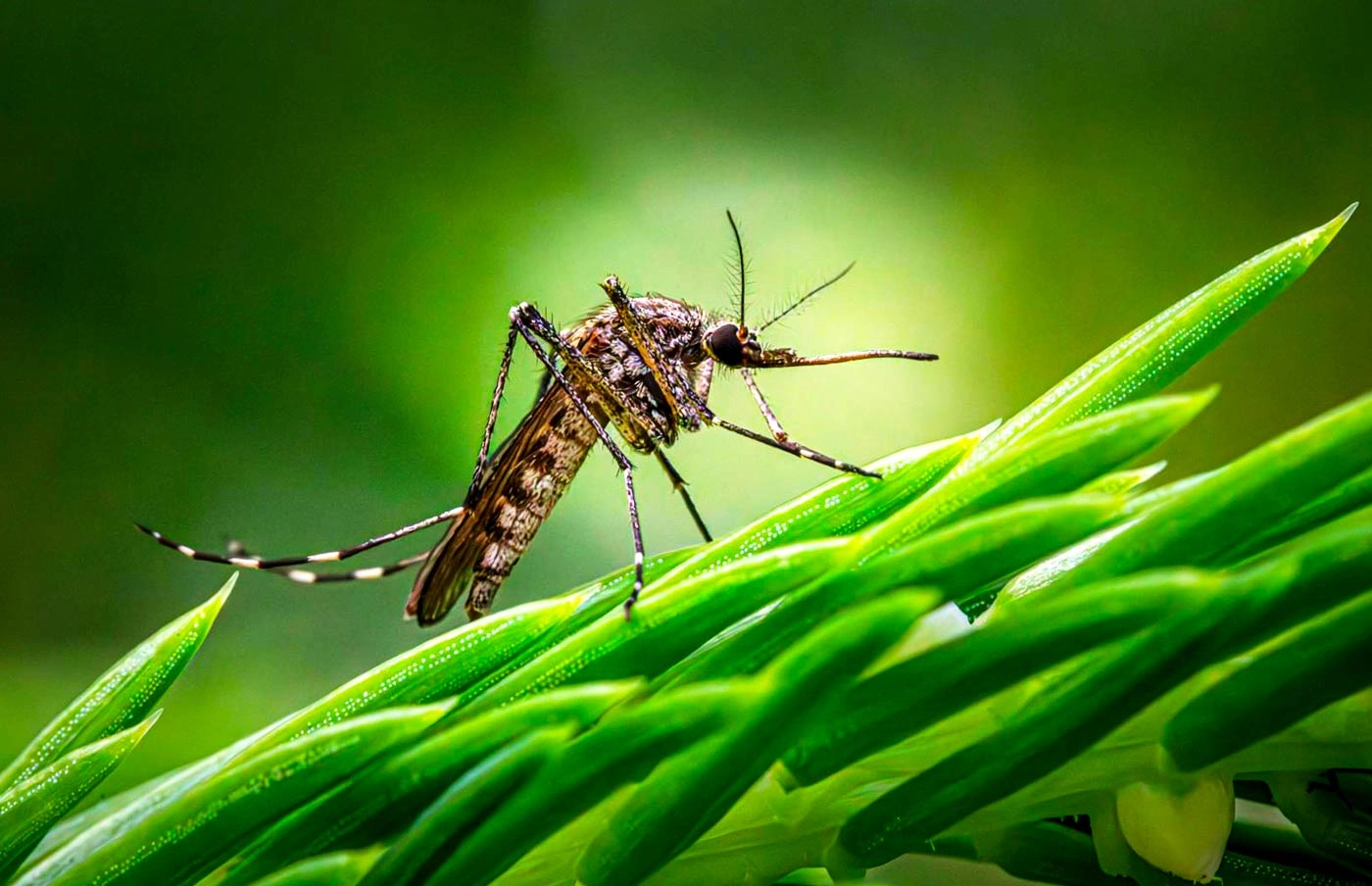 Aedes Aegypti Drives Mosquito Repellent Sales in Madeira