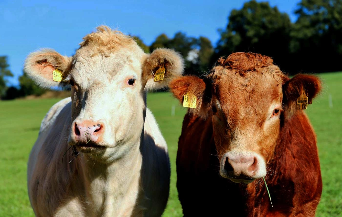 Meet CARAM, Madeira's Slaughterhouse