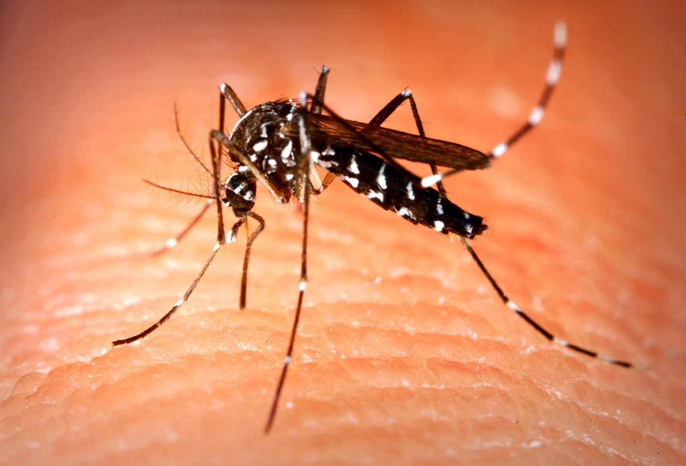 Aedes aegypti Mosquito Spreads to Higher Altitudes