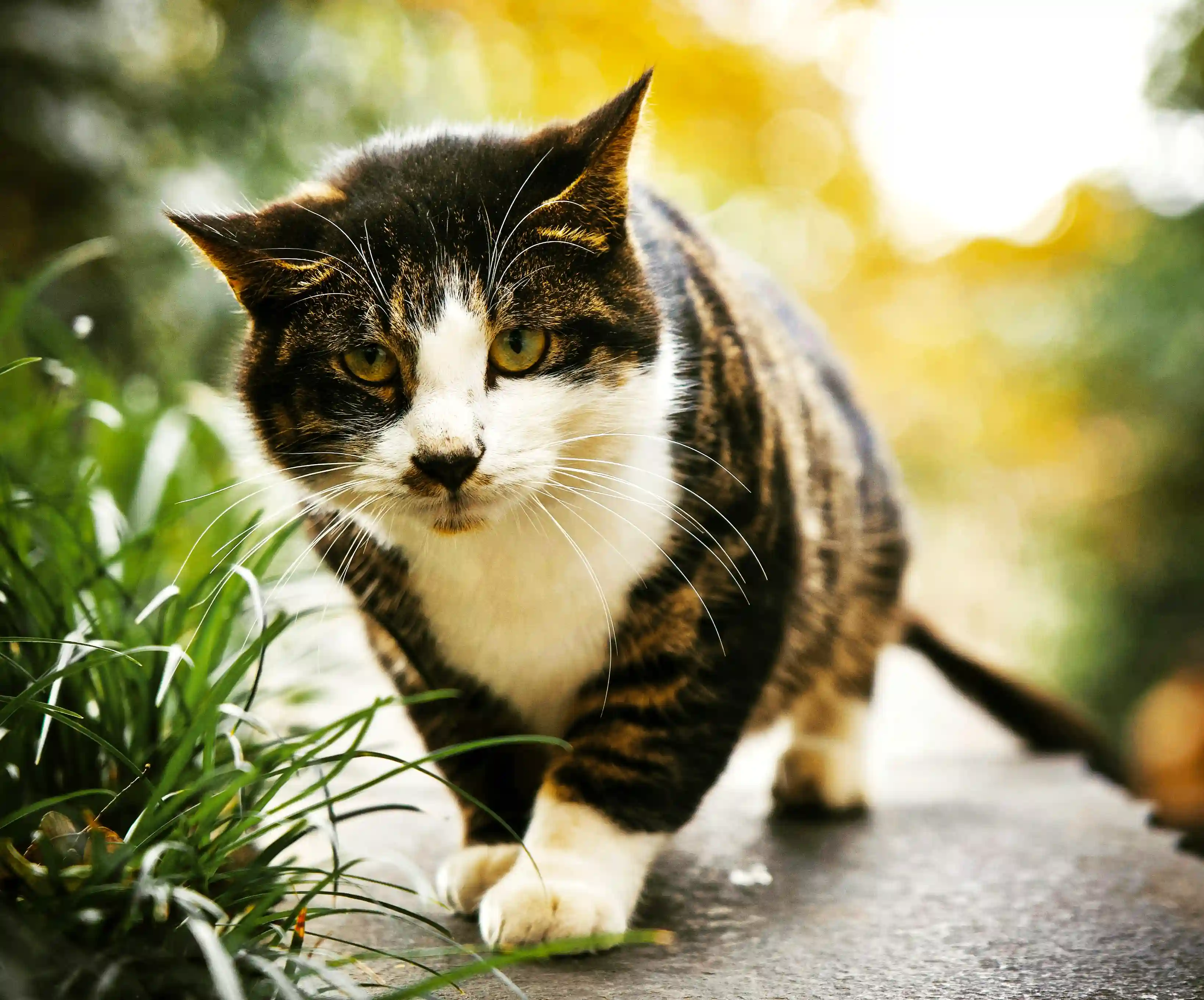 Ajuda a Alimentar Cães Rescues Stray Animals in Madeira