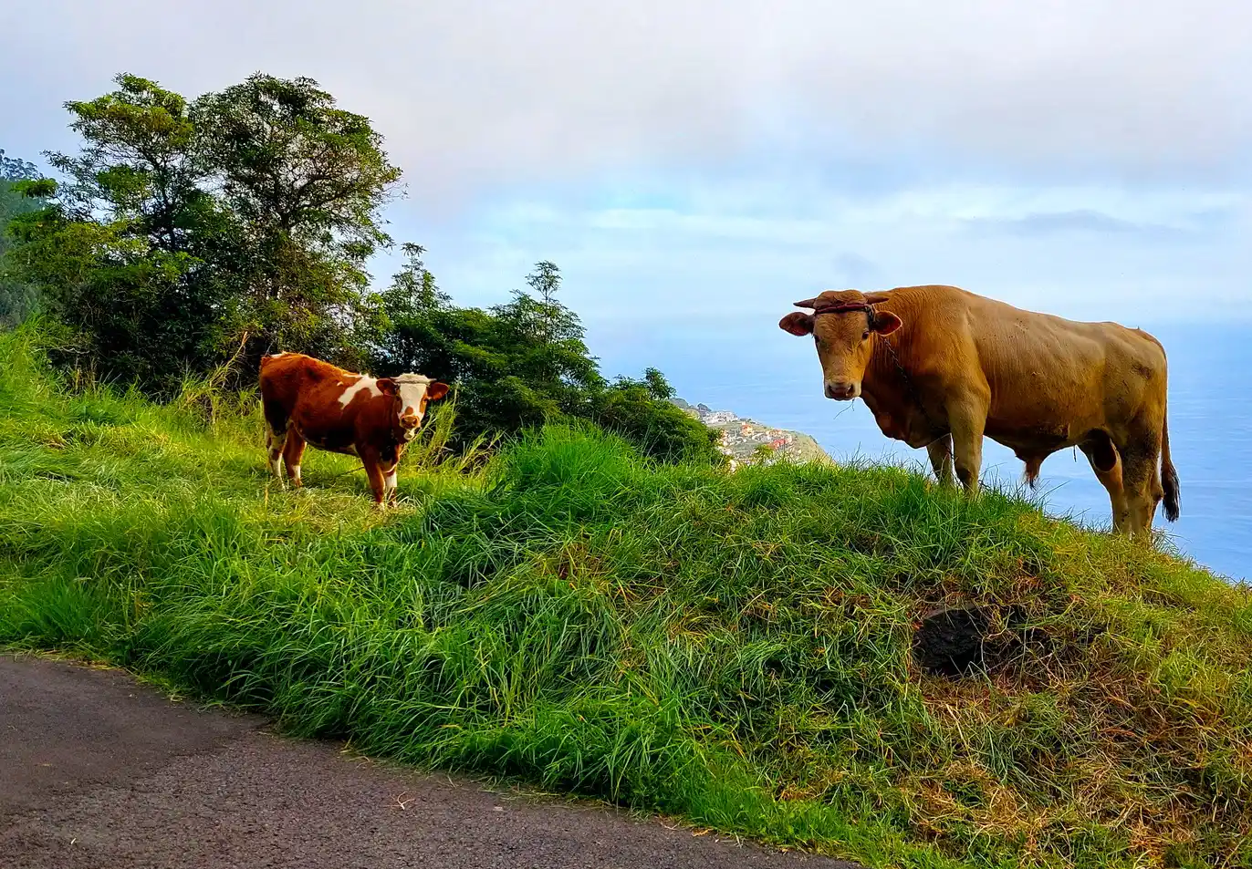 Moooh-mentum: More Cows, Fewer Farmers in Madeira