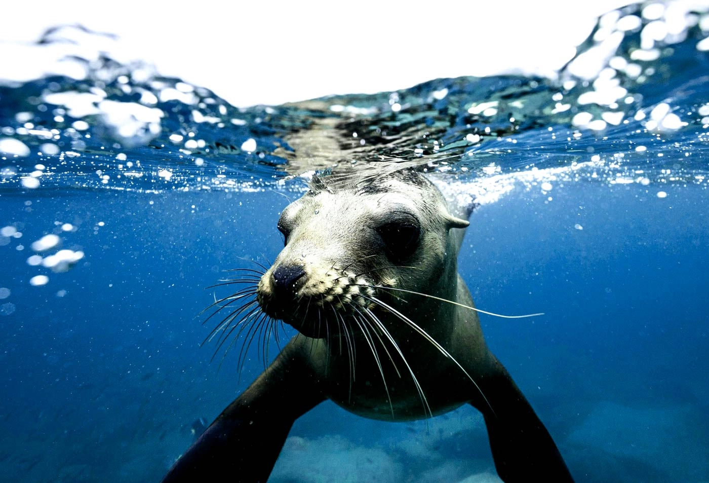 Lobo Marinho Tracker: Watch The Latest Sighting In Madeira