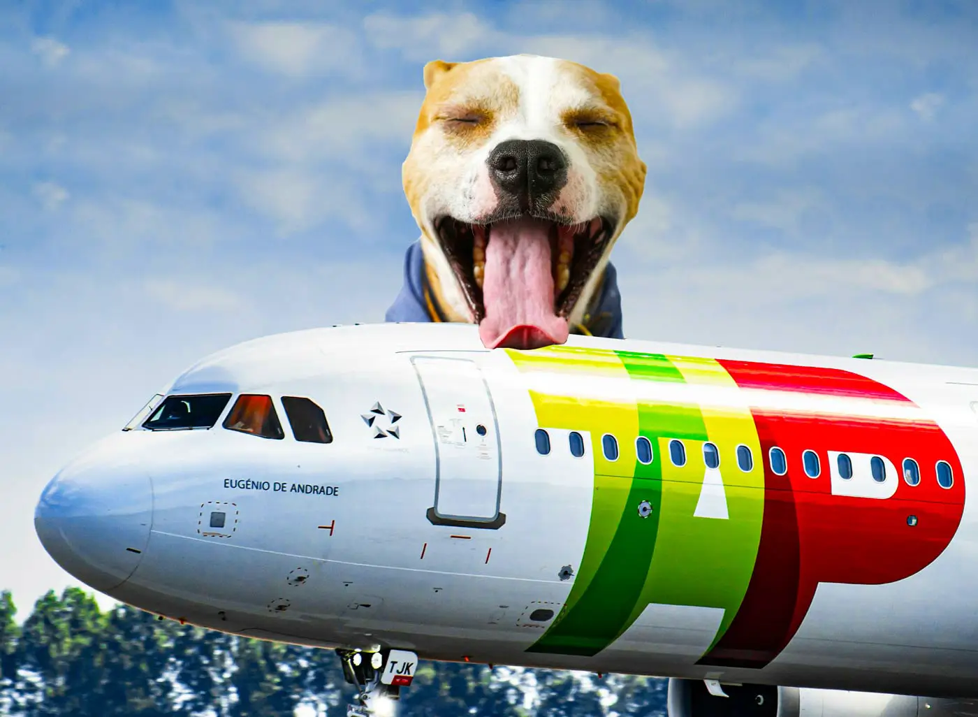 Woof Woof! TAP Air Portugal Europe’s Top Pet-Friendly Airline