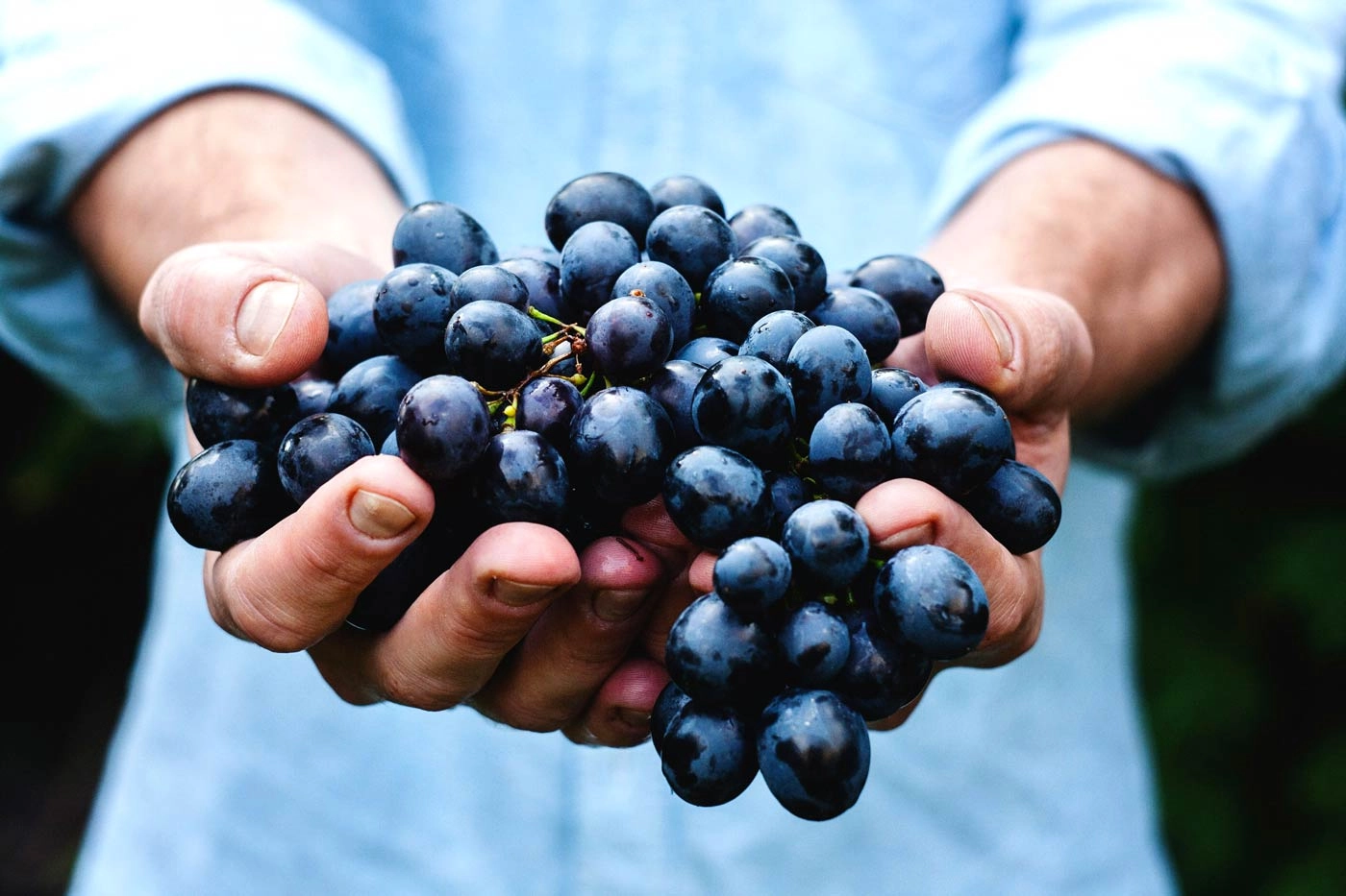 Ingenious Solution: Levadas Streamline Grape Transport